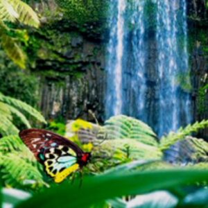 Babinda Springs Water